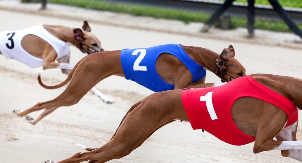 Greyhound Racing